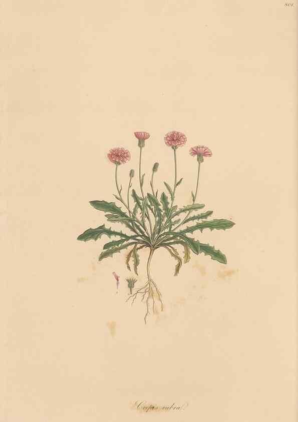 Reproducción/Reproduction 49579885491: Flora Graeca, sive, Plantarum rariorum historia, quas in provinciis aut insulis Graeciae /. Londini :Typis Richardi Taylor et socii, in Vico Shoe-Lane :MDCCCVI-MDCCCXL [1806-1840].. 