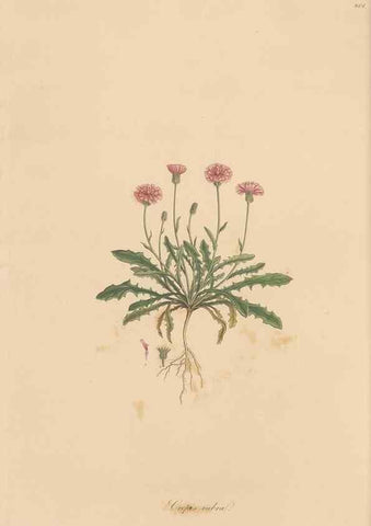 Reproducción/Reproduction 49579885491: Flora Graeca, sive, Plantarum rariorum historia, quas in provinciis aut insulis Graeciae /. Londini :Typis Richardi Taylor et socii, in Vico Shoe-Lane :MDCCCVI-MDCCCXL [1806-1840].. 