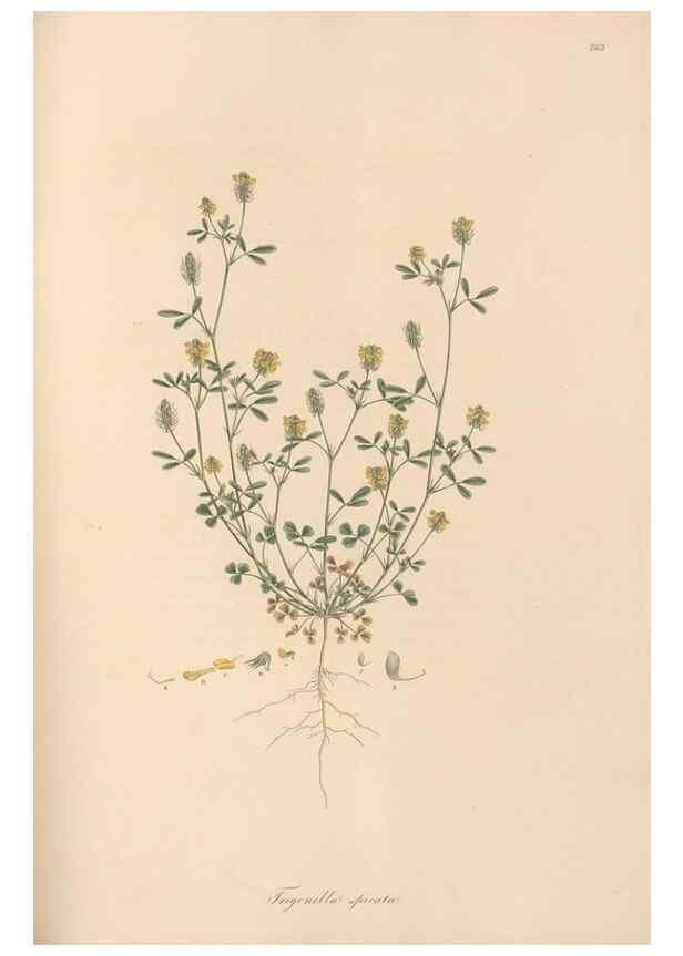 Reproducción/Reproduction 49579834146: Flora Graeca, sive, Plantarum rariorum historia, quas in provinciis aut insulis Graeciae /. Londini :Typis Richardi Taylor et socii, in Vico Shoe-Lane :MDCCCVI-MDCCCXL [1806-1840].. 