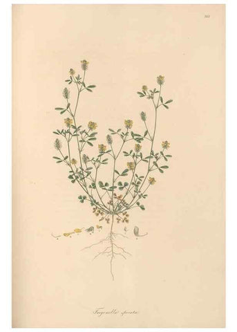 Reproducción/Reproduction 49579834146: Flora Graeca, sive, Plantarum rariorum historia, quas in provinciis aut insulis Graeciae /. Londini :Typis Richardi Taylor et socii, in Vico Shoe-Lane :MDCCCVI-MDCCCXL [1806-1840].. 