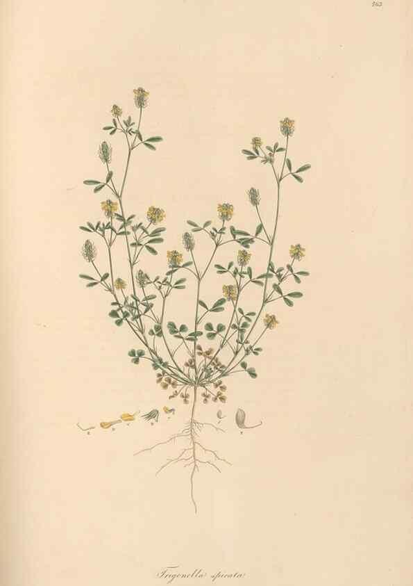 Reproducción/Reproduction 49579834146: Flora Graeca, sive, Plantarum rariorum historia, quas in provinciis aut insulis Graeciae /. Londini :Typis Richardi Taylor et socii, in Vico Shoe-Lane :MDCCCVI-MDCCCXL [1806-1840].. 