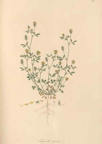 Reproducción/Reproduction 49579834146: Flora Graeca, sive, Plantarum rariorum historia, quas in provinciis aut insulis Graeciae /. Londini :Typis Richardi Taylor et socii, in Vico Shoe-Lane :MDCCCVI-MDCCCXL [1806-1840].. 