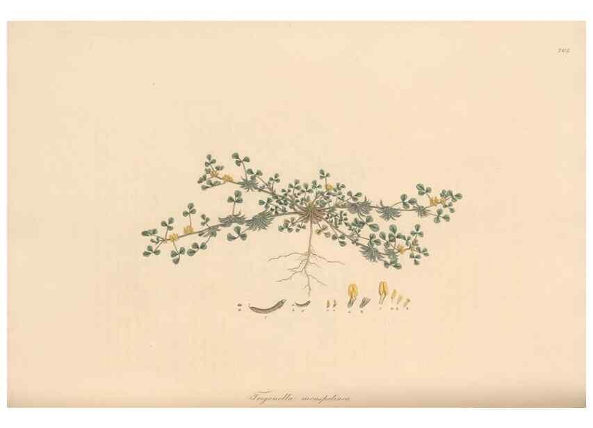 Reproducción/Reproduction 49579330998: Flora Graeca, sive, Plantarum rariorum historia, quas in provinciis aut insulis Graeciae /. Londini :Typis Richardi Taylor et socii, in Vico Shoe-Lane :MDCCCVI-MDCCCXL [1806-1840].. 