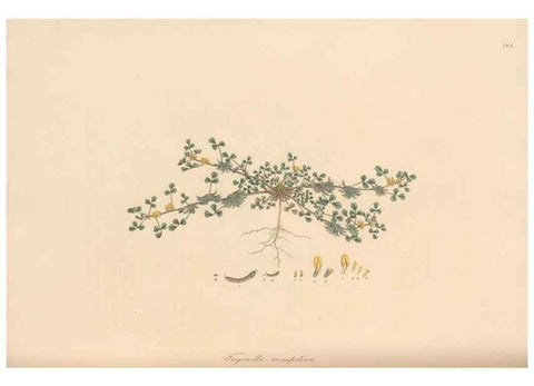 Reproducción/Reproduction 49579330998: Flora Graeca, sive, Plantarum rariorum historia, quas in provinciis aut insulis Graeciae /. Londini :Typis Richardi Taylor et socii, in Vico Shoe-Lane :MDCCCVI-MDCCCXL [1806-1840].. 