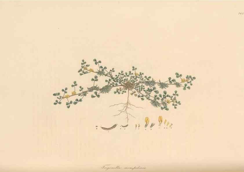 Reproducción/Reproduction 49579330998: Flora Graeca, sive, Plantarum rariorum historia, quas in provinciis aut insulis Graeciae /. Londini :Typis Richardi Taylor et socii, in Vico Shoe-Lane :MDCCCVI-MDCCCXL [1806-1840].. 