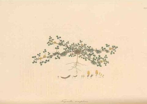 Reproducción/Reproduction 49579330998: Flora Graeca, sive, Plantarum rariorum historia, quas in provinciis aut insulis Graeciae /. Londini :Typis Richardi Taylor et socii, in Vico Shoe-Lane :MDCCCVI-MDCCCXL [1806-1840].. 
