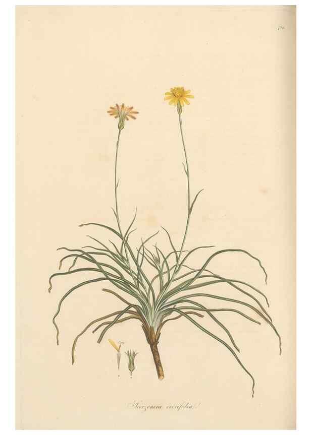 Reproducción/Reproduction 49580068657: Flora Graeca, sive, Plantarum rariorum historia, quas in provinciis aut insulis Graeciae /. Londini :Typis Richardi Taylor et socii, in Vico Shoe-Lane :MDCCCVI-MDCCCXL [1806-1840].. 