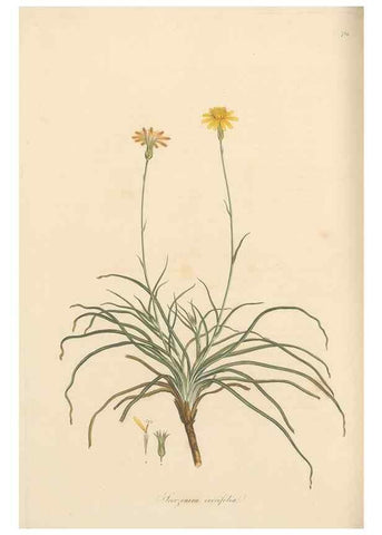 Reproducción/Reproduction 49580068657: Flora Graeca, sive, Plantarum rariorum historia, quas in provinciis aut insulis Graeciae /. Londini :Typis Richardi Taylor et socii, in Vico Shoe-Lane :MDCCCVI-MDCCCXL [1806-1840].. 