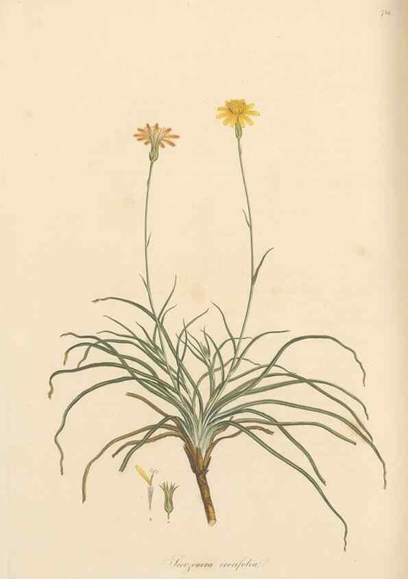 Reproducción/Reproduction 49580068657: Flora Graeca, sive, Plantarum rariorum historia, quas in provinciis aut insulis Graeciae /. Londini :Typis Richardi Taylor et socii, in Vico Shoe-Lane :MDCCCVI-MDCCCXL [1806-1840].. 