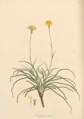 Reproducción/Reproduction 49580068657: Flora Graeca, sive, Plantarum rariorum historia, quas in provinciis aut insulis Graeciae /. Londini :Typis Richardi Taylor et socii, in Vico Shoe-Lane :MDCCCVI-MDCCCXL [1806-1840].. 