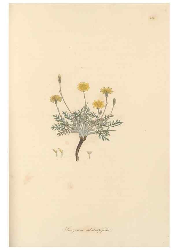 Reproducción/Reproduction 49580068942: Flora Graeca, sive, Plantarum rariorum historia, quas in provinciis aut insulis Graeciae /. Londini :Typis Richardi Taylor et socii, in Vico Shoe-Lane :MDCCCVI-MDCCCXL [1806-1840].. 