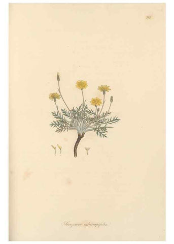 Reproducción/Reproduction 49580068942: Flora Graeca, sive, Plantarum rariorum historia, quas in provinciis aut insulis Graeciae /. Londini :Typis Richardi Taylor et socii, in Vico Shoe-Lane :MDCCCVI-MDCCCXL [1806-1840].. 