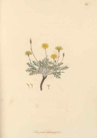 Reproducción/Reproduction 49580068942: Flora Graeca, sive, Plantarum rariorum historia, quas in provinciis aut insulis Graeciae /. Londini :Typis Richardi Taylor et socii, in Vico Shoe-Lane :MDCCCVI-MDCCCXL [1806-1840].. 