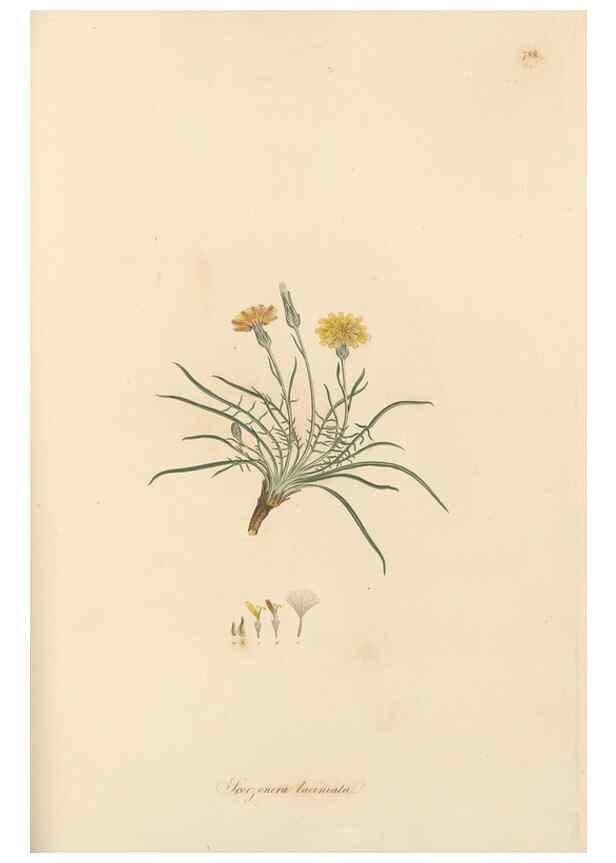 Reproducción/Reproduction 49579338898: Flora Graeca, sive, Plantarum rariorum historia, quas in provinciis aut insulis Graeciae /. Londini :Typis Richardi Taylor et socii, in Vico Shoe-Lane :MDCCCVI-MDCCCXL [1806-1840].. 