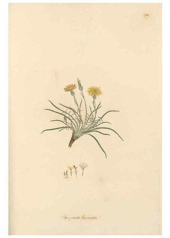 Reproducción/Reproduction 49579338898: Flora Graeca, sive, Plantarum rariorum historia, quas in provinciis aut insulis Graeciae /. Londini :Typis Richardi Taylor et socii, in Vico Shoe-Lane :MDCCCVI-MDCCCXL [1806-1840].. 