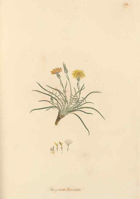 Reproducción/Reproduction 49579338898: Flora Graeca, sive, Plantarum rariorum historia, quas in provinciis aut insulis Graeciae /. Londini :Typis Richardi Taylor et socii, in Vico Shoe-Lane :MDCCCVI-MDCCCXL [1806-1840].. 