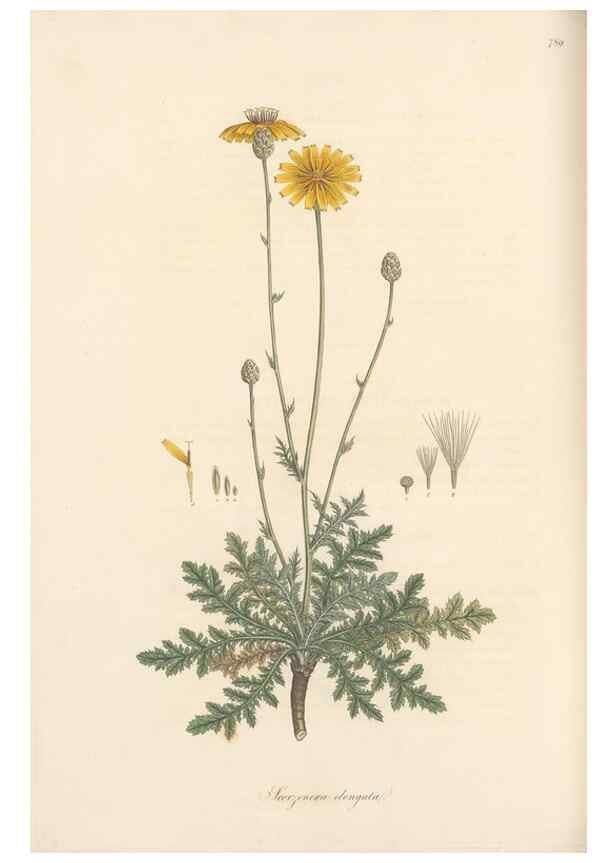 Reproducción/Reproduction 49579843071: Flora Graeca, sive, Plantarum rariorum historia, quas in provinciis aut insulis Graeciae /. Londini :Typis Richardi Taylor et socii, in Vico Shoe-Lane :MDCCCVI-MDCCCXL [1806-1840].. 