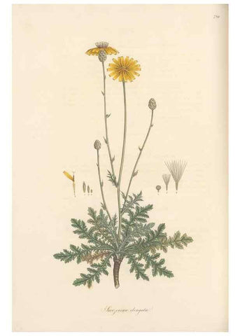 Reproducción/Reproduction 49579843071: Flora Graeca, sive, Plantarum rariorum historia, quas in provinciis aut insulis Graeciae /. Londini :Typis Richardi Taylor et socii, in Vico Shoe-Lane :MDCCCVI-MDCCCXL [1806-1840].. 