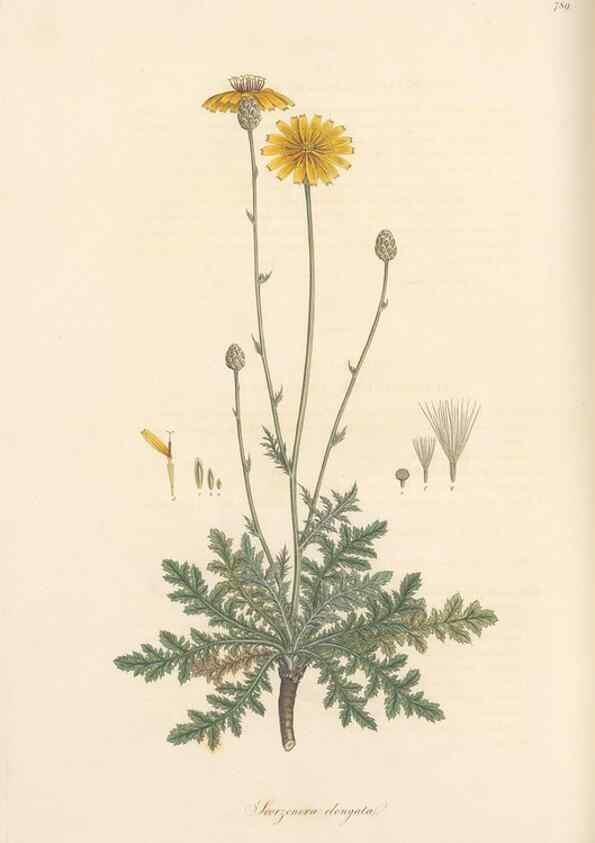 Reproducción/Reproduction 49579843071: Flora Graeca, sive, Plantarum rariorum historia, quas in provinciis aut insulis Graeciae /. Londini :Typis Richardi Taylor et socii, in Vico Shoe-Lane :MDCCCVI-MDCCCXL [1806-1840].. 