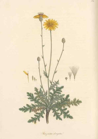 Reproducción/Reproduction 49579843071: Flora Graeca, sive, Plantarum rariorum historia, quas in provinciis aut insulis Graeciae /. Londini :Typis Richardi Taylor et socii, in Vico Shoe-Lane :MDCCCVI-MDCCCXL [1806-1840].. 