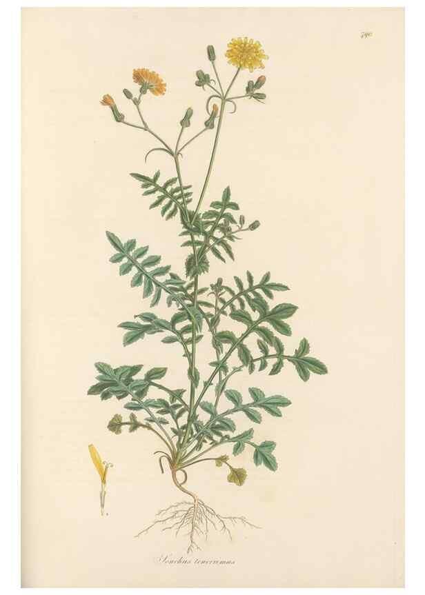 Reproducción/Reproduction 49579843431: Flora Graeca, sive, Plantarum rariorum historia, quas in provinciis aut insulis Graeciae /. Londini :Typis Richardi Taylor et socii, in Vico Shoe-Lane :MDCCCVI-MDCCCXL [1806-1840].. 