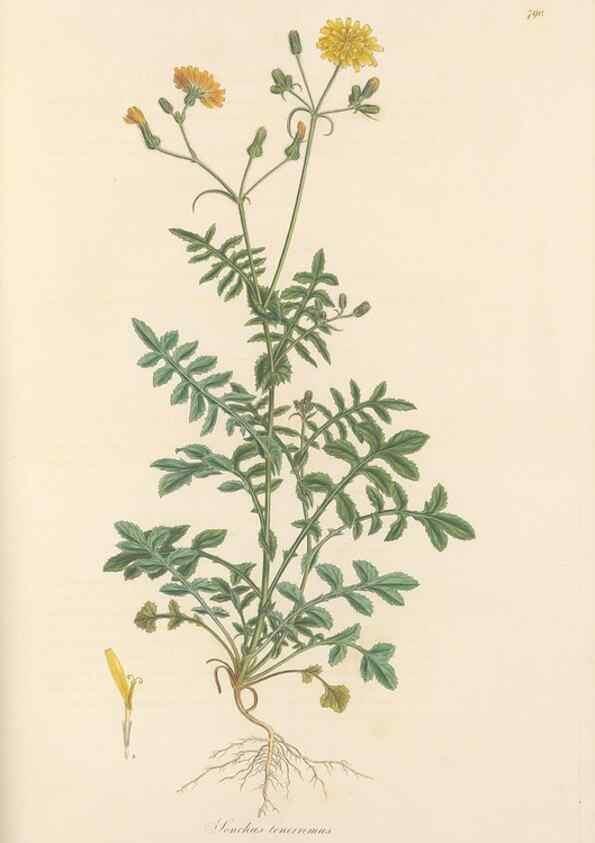 Reproducción/Reproduction 49579843431: Flora Graeca, sive, Plantarum rariorum historia, quas in provinciis aut insulis Graeciae /. Londini :Typis Richardi Taylor et socii, in Vico Shoe-Lane :MDCCCVI-MDCCCXL [1806-1840].. 
