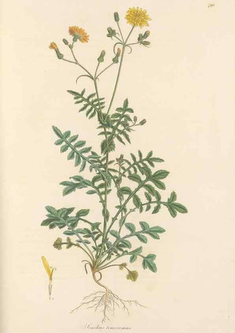 Reproducción/Reproduction 49579843431: Flora Graeca, sive, Plantarum rariorum historia, quas in provinciis aut insulis Graeciae /. Londini :Typis Richardi Taylor et socii, in Vico Shoe-Lane :MDCCCVI-MDCCCXL [1806-1840].. 