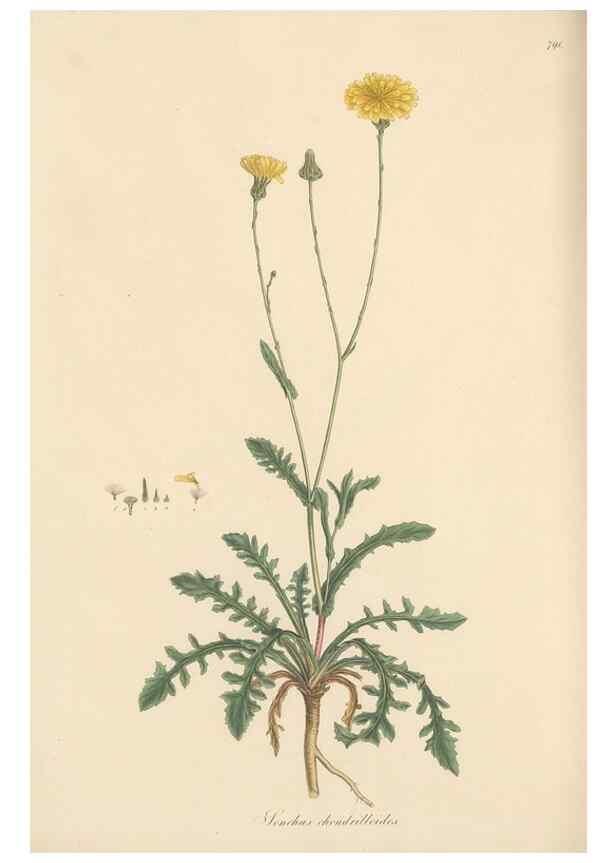 Reproducción/Reproduction 49580070287: Flora Graeca, sive, Plantarum rariorum historia, quas in provinciis aut insulis Graeciae /. Londini :Typis Richardi Taylor et socii, in Vico Shoe-Lane :MDCCCVI-MDCCCXL [1806-1840].. 
