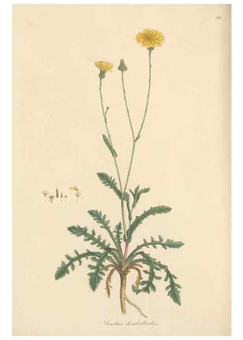 Reproducción/Reproduction 49580070287: Flora Graeca, sive, Plantarum rariorum historia, quas in provinciis aut insulis Graeciae /. Londini :Typis Richardi Taylor et socii, in Vico Shoe-Lane :MDCCCVI-MDCCCXL [1806-1840].. 