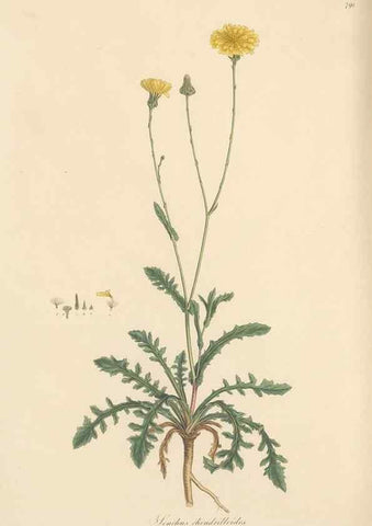 Reproducción/Reproduction 49580070287: Flora Graeca, sive, Plantarum rariorum historia, quas in provinciis aut insulis Graeciae /. Londini :Typis Richardi Taylor et socii, in Vico Shoe-Lane :MDCCCVI-MDCCCXL [1806-1840].. 