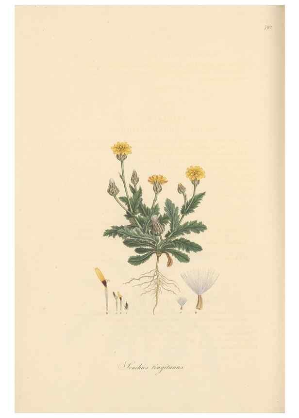 Reproducción/Reproduction 49579844081: Flora Graeca, sive, Plantarum rariorum historia, quas in provinciis aut insulis Graeciae /. Londini :Typis Richardi Taylor et socii, in Vico Shoe-Lane :MDCCCVI-MDCCCXL [1806-1840].. 