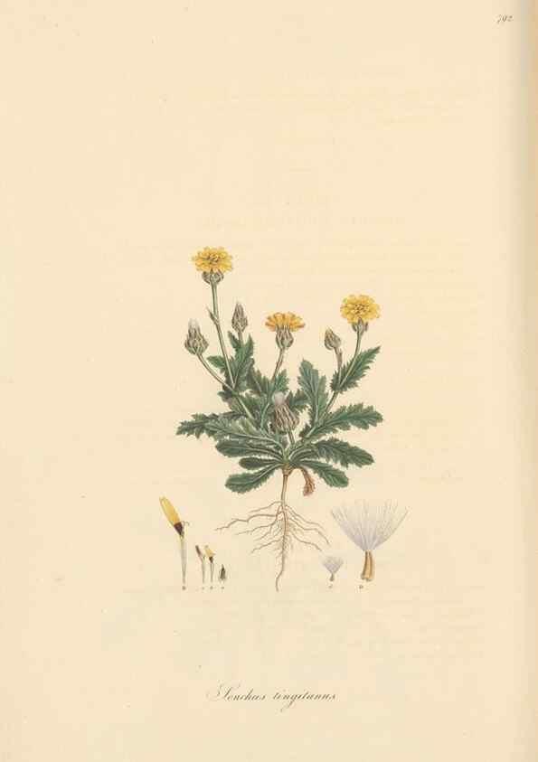 Reproducción/Reproduction 49579844081: Flora Graeca, sive, Plantarum rariorum historia, quas in provinciis aut insulis Graeciae /. Londini :Typis Richardi Taylor et socii, in Vico Shoe-Lane :MDCCCVI-MDCCCXL [1806-1840].. 