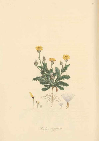 Reproducción/Reproduction 49579844081: Flora Graeca, sive, Plantarum rariorum historia, quas in provinciis aut insulis Graeciae /. Londini :Typis Richardi Taylor et socii, in Vico Shoe-Lane :MDCCCVI-MDCCCXL [1806-1840].. 