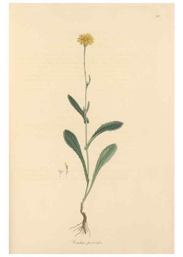 Reproducción/Reproduction 49580070827: Flora Graeca, sive, Plantarum rariorum historia, quas in provinciis aut insulis Graeciae /. Londini :Typis Richardi Taylor et socii, in Vico Shoe-Lane :MDCCCVI-MDCCCXL [1806-1840].. 