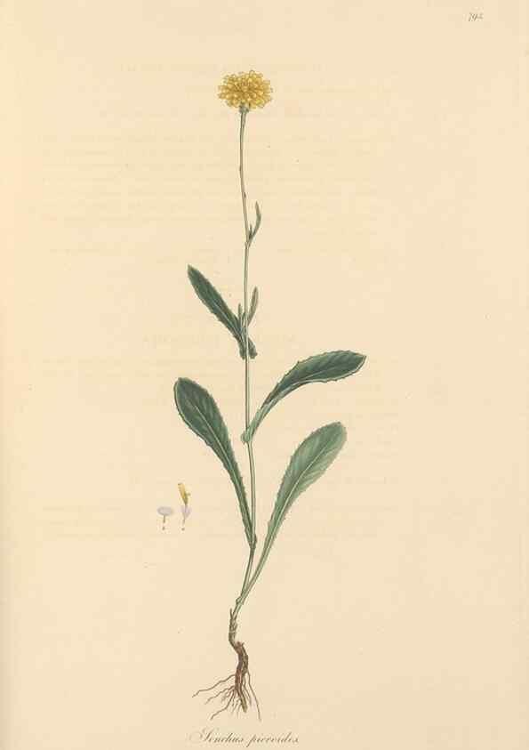 Reproducción/Reproduction 49580070827: Flora Graeca, sive, Plantarum rariorum historia, quas in provinciis aut insulis Graeciae /. Londini :Typis Richardi Taylor et socii, in Vico Shoe-Lane :MDCCCVI-MDCCCXL [1806-1840].. 
