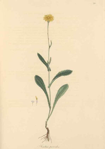 Reproducción/Reproduction 49580070827: Flora Graeca, sive, Plantarum rariorum historia, quas in provinciis aut insulis Graeciae /. Londini :Typis Richardi Taylor et socii, in Vico Shoe-Lane :MDCCCVI-MDCCCXL [1806-1840].. 