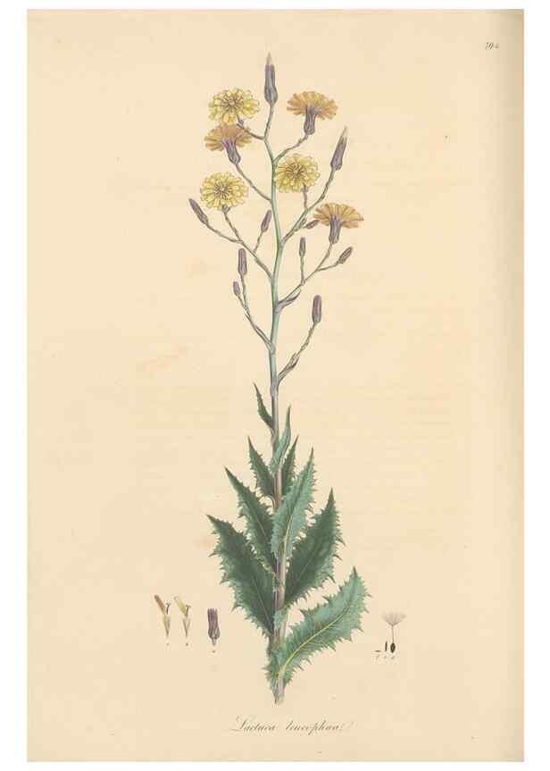 Reproducción/Reproduction 49579341168: Flora Graeca, sive, Plantarum rariorum historia, quas in provinciis aut insulis Graeciae /. Londini :Typis Richardi Taylor et socii, in Vico Shoe-Lane :MDCCCVI-MDCCCXL [1806-1840].. 