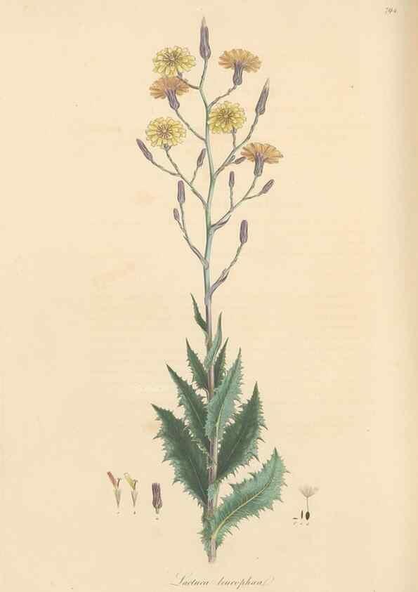 Reproducción/Reproduction 49579341168: Flora Graeca, sive, Plantarum rariorum historia, quas in provinciis aut insulis Graeciae /. Londini :Typis Richardi Taylor et socii, in Vico Shoe-Lane :MDCCCVI-MDCCCXL [1806-1840].. 