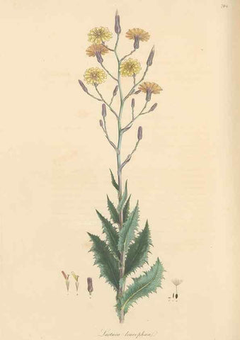 Reproducción/Reproduction 49579341168: Flora Graeca, sive, Plantarum rariorum historia, quas in provinciis aut insulis Graeciae /. Londini :Typis Richardi Taylor et socii, in Vico Shoe-Lane :MDCCCVI-MDCCCXL [1806-1840].. 