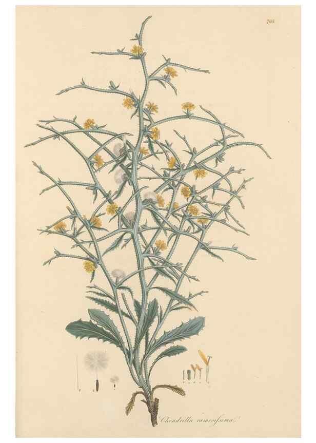 Reproducción/Reproduction 49579845081: Flora Graeca, sive, Plantarum rariorum historia, quas in provinciis aut insulis Graeciae /. Londini :Typis Richardi Taylor et socii, in Vico Shoe-Lane :MDCCCVI-MDCCCXL [1806-1840].. 
