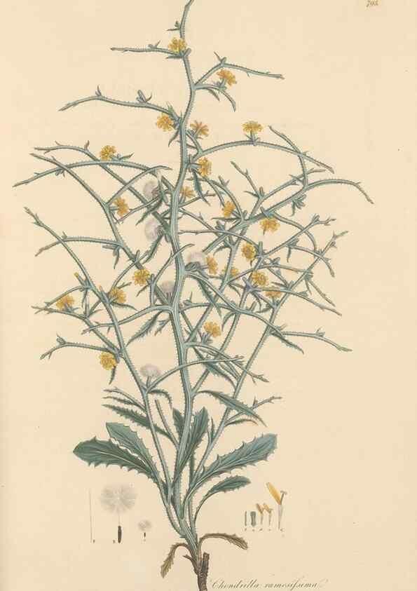 Reproducción/Reproduction 49579845081: Flora Graeca, sive, Plantarum rariorum historia, quas in provinciis aut insulis Graeciae /. Londini :Typis Richardi Taylor et socii, in Vico Shoe-Lane :MDCCCVI-MDCCCXL [1806-1840].. 