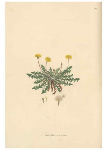 Reproducción/Reproduction 49579845416: Flora Graeca, sive, Plantarum rariorum historia, quas in provinciis aut insulis Graeciae /. Londini :Typis Richardi Taylor et socii, in Vico Shoe-Lane :MDCCCVI-MDCCCXL [1806-1840].. 