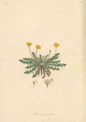 Reproducción/Reproduction 49579845416: Flora Graeca, sive, Plantarum rariorum historia, quas in provinciis aut insulis Graeciae /. Londini :Typis Richardi Taylor et socii, in Vico Shoe-Lane :MDCCCVI-MDCCCXL [1806-1840].. 