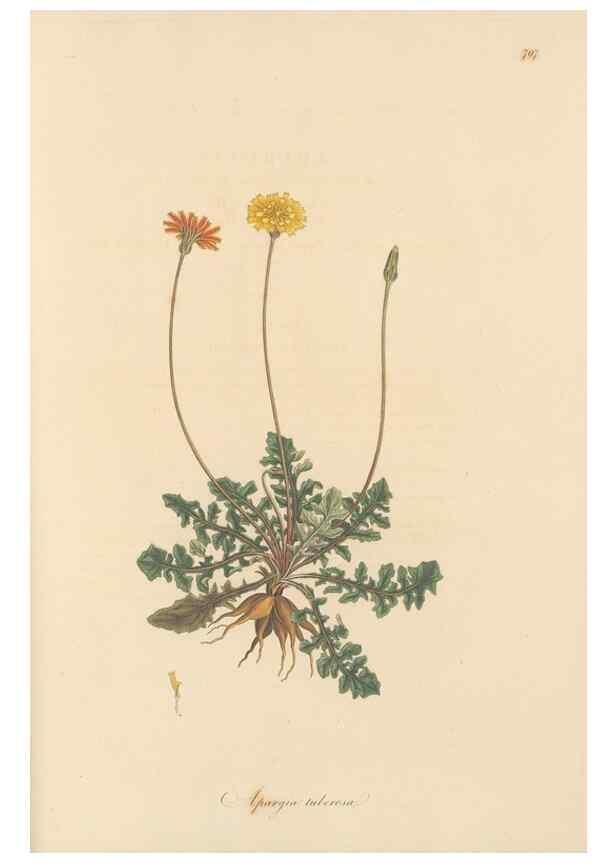 Reproducción/Reproduction 49580072277: Flora Graeca, sive, Plantarum rariorum historia, quas in provinciis aut insulis Graeciae /. Londini :Typis Richardi Taylor et socii, in Vico Shoe-Lane :MDCCCVI-MDCCCXL [1806-1840].. 