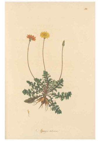 Reproducción/Reproduction 49580072277: Flora Graeca, sive, Plantarum rariorum historia, quas in provinciis aut insulis Graeciae /. Londini :Typis Richardi Taylor et socii, in Vico Shoe-Lane :MDCCCVI-MDCCCXL [1806-1840].. 