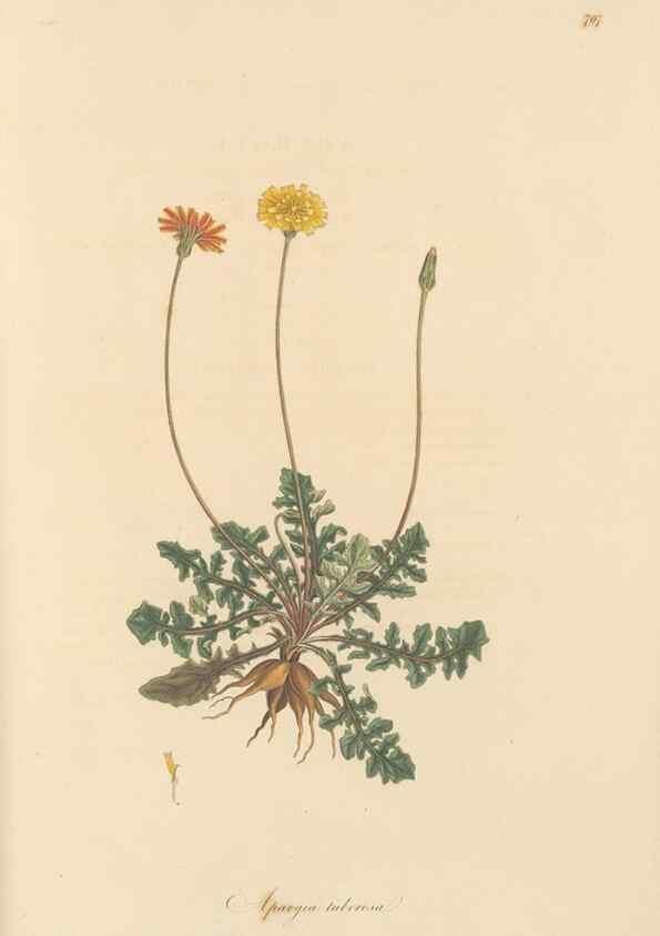 Reproducción/Reproduction 49580072277: Flora Graeca, sive, Plantarum rariorum historia, quas in provinciis aut insulis Graeciae /. Londini :Typis Richardi Taylor et socii, in Vico Shoe-Lane :MDCCCVI-MDCCCXL [1806-1840].. 