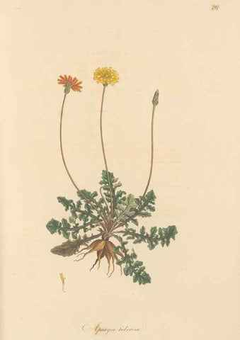 Reproducción/Reproduction 49580072277: Flora Graeca, sive, Plantarum rariorum historia, quas in provinciis aut insulis Graeciae /. Londini :Typis Richardi Taylor et socii, in Vico Shoe-Lane :MDCCCVI-MDCCCXL [1806-1840].. 