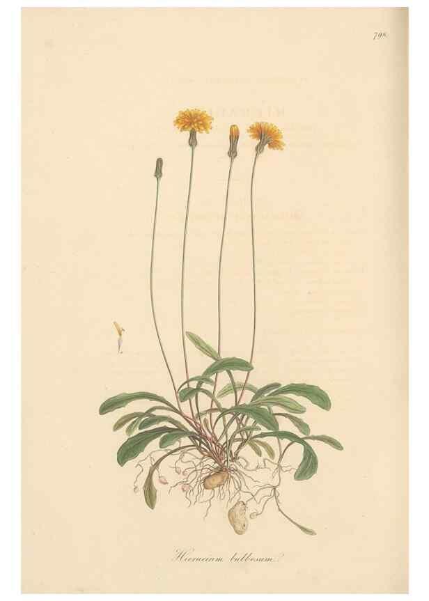 Reproducción/Reproduction 49579342813: Flora Graeca, sive, Plantarum rariorum historia, quas in provinciis aut insulis Graeciae /. Londini :Typis Richardi Taylor et socii, in Vico Shoe-Lane :MDCCCVI-MDCCCXL [1806-1840].. 