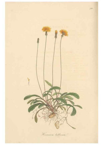 Reproducción/Reproduction 49579342813: Flora Graeca, sive, Plantarum rariorum historia, quas in provinciis aut insulis Graeciae /. Londini :Typis Richardi Taylor et socii, in Vico Shoe-Lane :MDCCCVI-MDCCCXL [1806-1840].. 