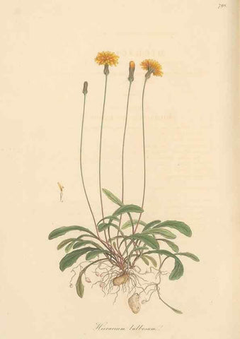 Reproducción/Reproduction 49579342813: Flora Graeca, sive, Plantarum rariorum historia, quas in provinciis aut insulis Graeciae /. Londini :Typis Richardi Taylor et socii, in Vico Shoe-Lane :MDCCCVI-MDCCCXL [1806-1840].. 